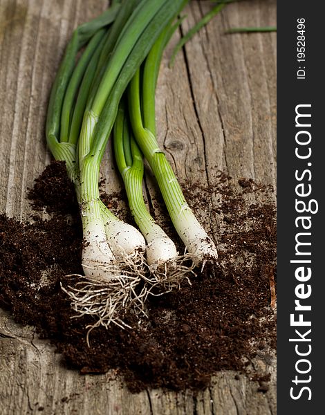 Bunch of fresh green onions with soil on old wooden table