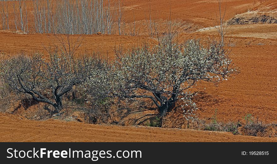 The fields began to plowing in spring. The fields began to plowing in spring.