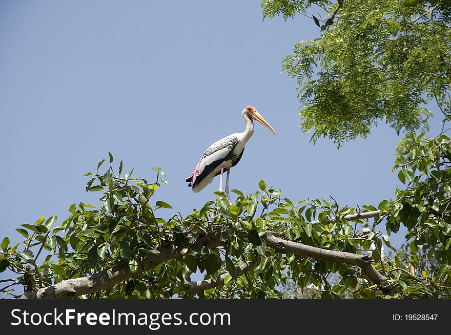 This is one of a flock of migratory birds that comes every year at Kokkara-Bellur Village near Bangalore During October-March every year. This is one of a flock of migratory birds that comes every year at Kokkara-Bellur Village near Bangalore During October-March every year.