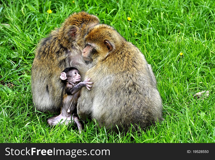 Macaque monkey with young family