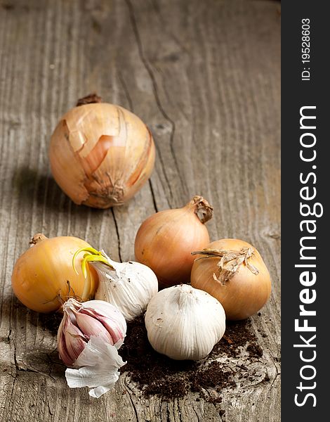 Garlics and onions with soil on old wooden table. Garlics and onions with soil on old wooden table