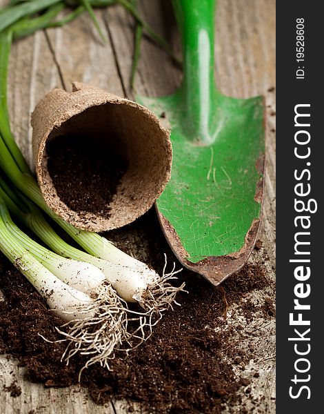 Bunch of fresh green onions with soil, pot and garden spade on old wooden table. Bunch of fresh green onions with soil, pot and garden spade on old wooden table