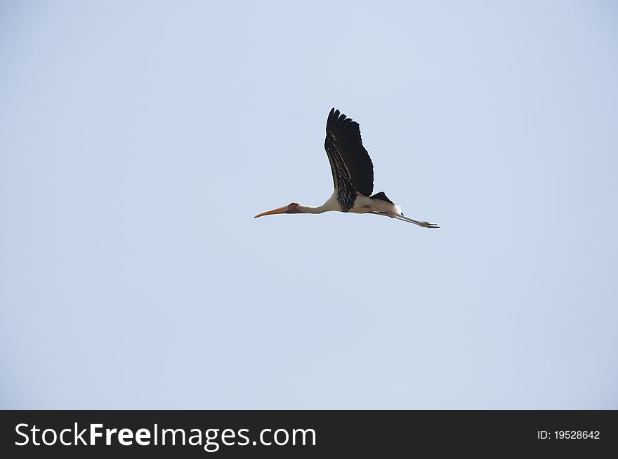 This is one of a flock of migratory birds that comes every year at Kokkara-Bellur Village near Bangalore During October-March every year. This is one of a flock of migratory birds that comes every year at Kokkara-Bellur Village near Bangalore During October-March every year.