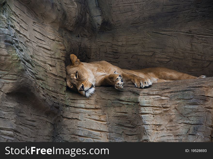 Berber Lion