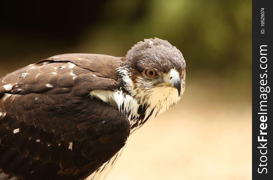 Portrait of a Salker Falcon. Portrait of a Salker Falcon