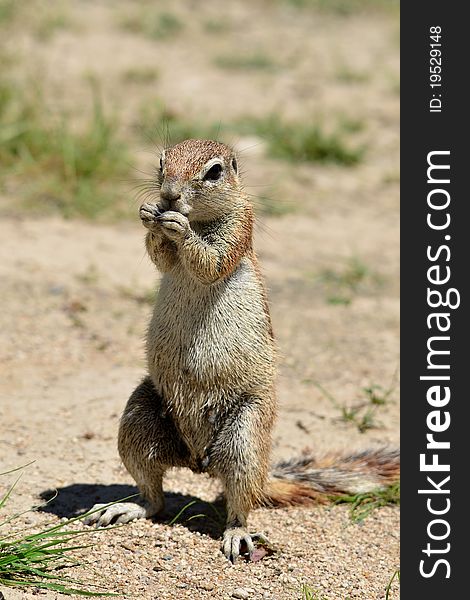 Ground squirrel at eating.