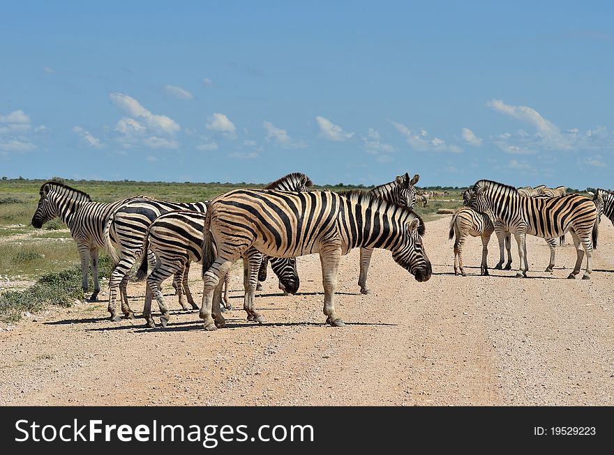 Traffic jam in Etosha national park,Namibia,Africa. Traffic jam in Etosha national park,Namibia,Africa