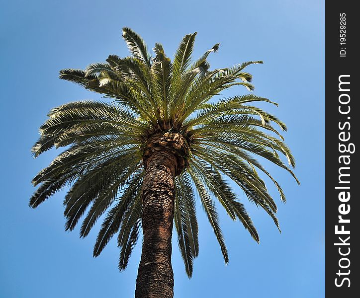 The tip of the green palm trees against the blue sky. The tip of the green palm trees against the blue sky