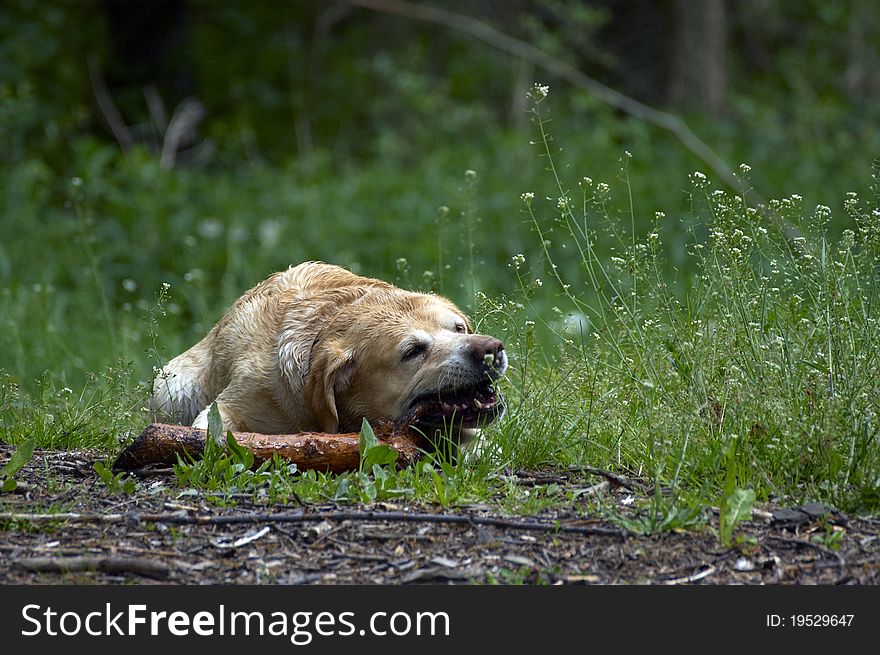 Labrador retriever playing in grass
