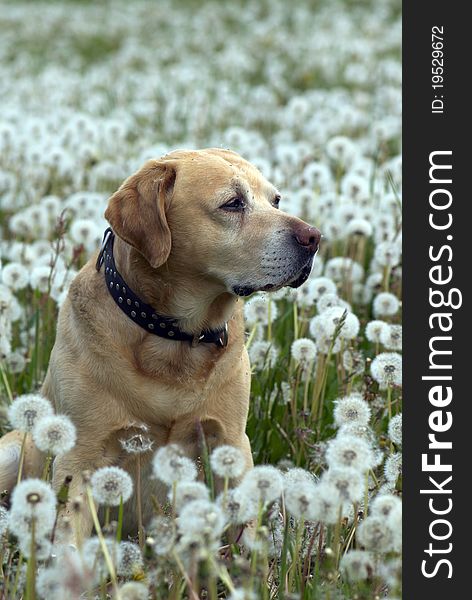 Labrador retriever and the spring meadow