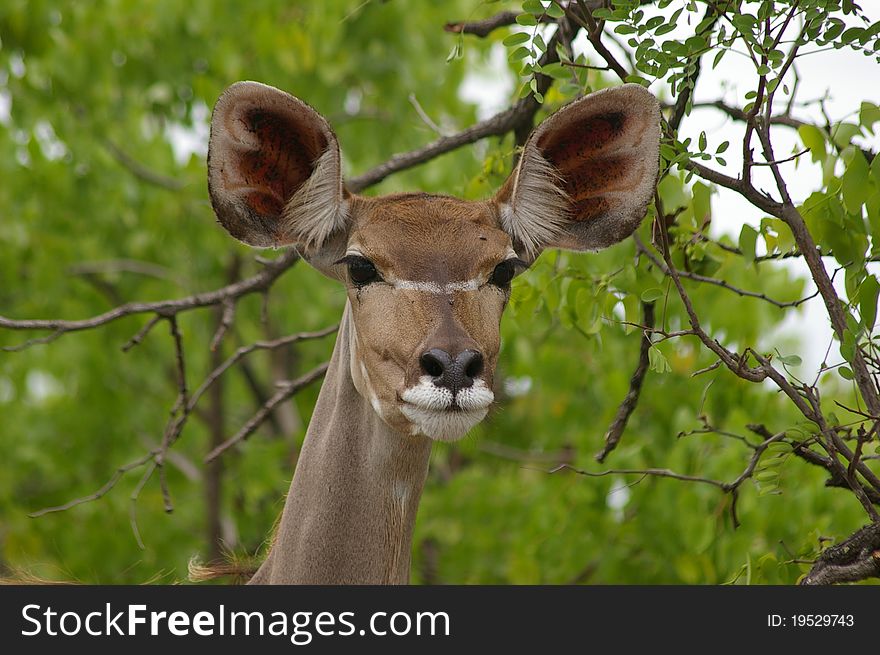 Beautyfull photo of a kudu female. Beautyfull photo of a kudu female