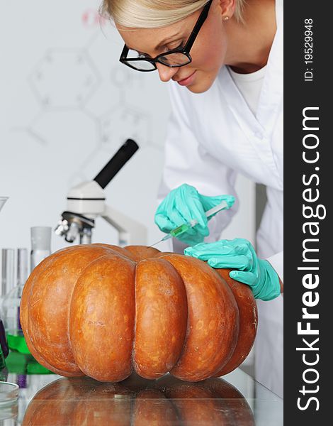 Scientist conducting genetic experiment with pumpkin. Scientist conducting genetic experiment with pumpkin