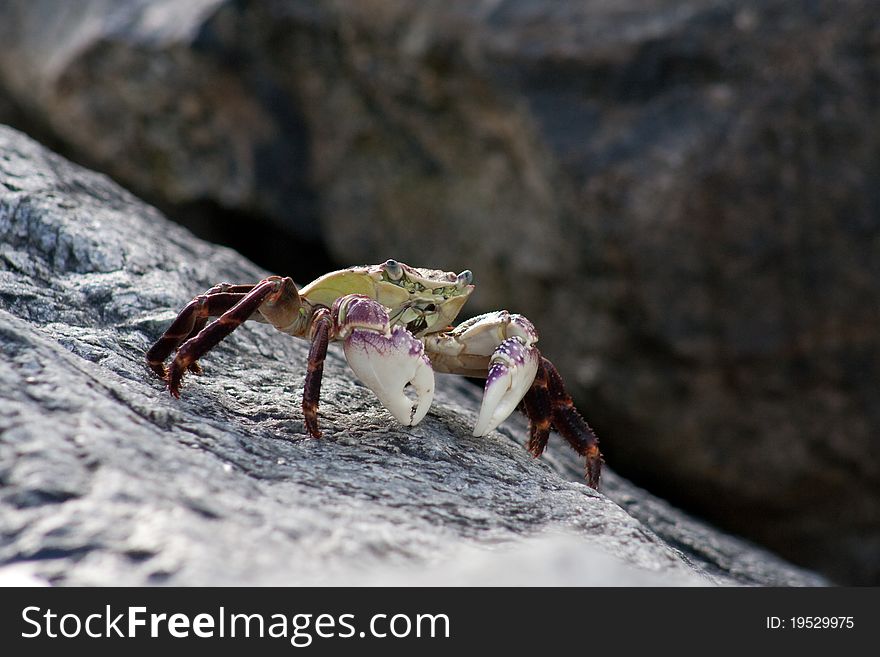 This is the Purple Rock Crab or Shore Crab, Latin name Leptograpsus variegatus. It is found in southern waters around Australia and New Zealand. This is the Purple Rock Crab or Shore Crab, Latin name Leptograpsus variegatus. It is found in southern waters around Australia and New Zealand.