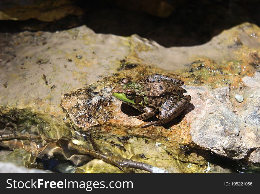 Little toad basking in sun on a textured rock.    Frogs  textured skin is green and tanned with brown spots.  It sits on a rock by a stream. Little toad basking in sun on a textured rock.    Frogs  textured skin is green and tanned with brown spots.  It sits on a rock by a stream.