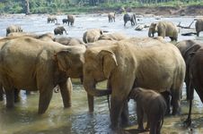 Elephants Bathing Stock Images Elephants Bathing Stock Images