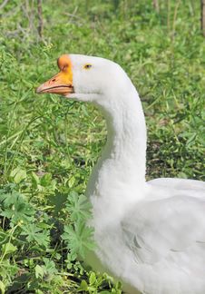 Goose Royalty Free Stock Photography