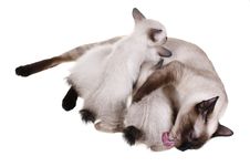 Mother Cat With Babies Stock Photo