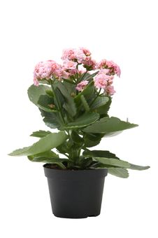 Pink Kalanchoe Flower Plant Isolated Royalty Free Stock Photography Pink Kalanchoe Flower Plant Isolated Royalty Free Stock Photography
