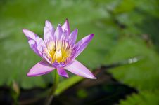 Purple Lotus Blooming . Royalty Free Stock Image Purple Lotus Blooming . Royalty Free Stock Image