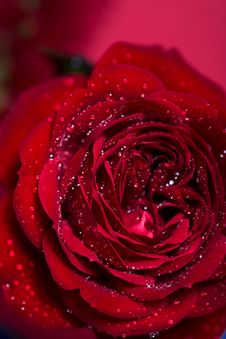 Rose With Water Droplets Stock Image