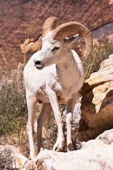 Albino Bighorn Ram Sheep Stock Photo