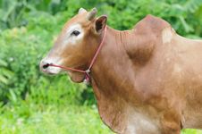 Cow On Meadow Royalty Free Stock Photo