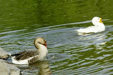 Geese Stock Image Geese Stock Image