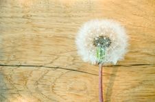 Fluffy Dandelion Stock Images Fluffy Dandelion Stock Images