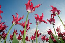 Red Tulips In The Windy Field Stock Image Red Tulips In The Windy Field Stock Image