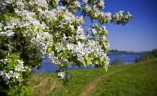 Apple-tree In Color In A Fair Weather. Royalty Free Stock Photos Apple-tree In Color In A Fair Weather. Royalty Free Stock Photos