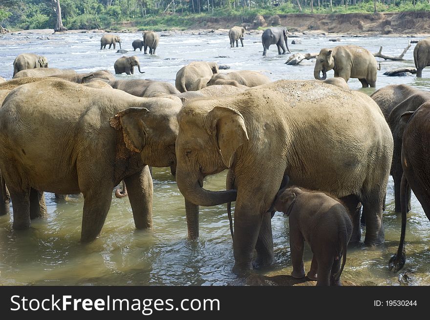 Elephants from the Pinnewala Elephant Orphanage enjoy their daily bath at the local river. Elephants from the Pinnewala Elephant Orphanage enjoy their daily bath at the local river.