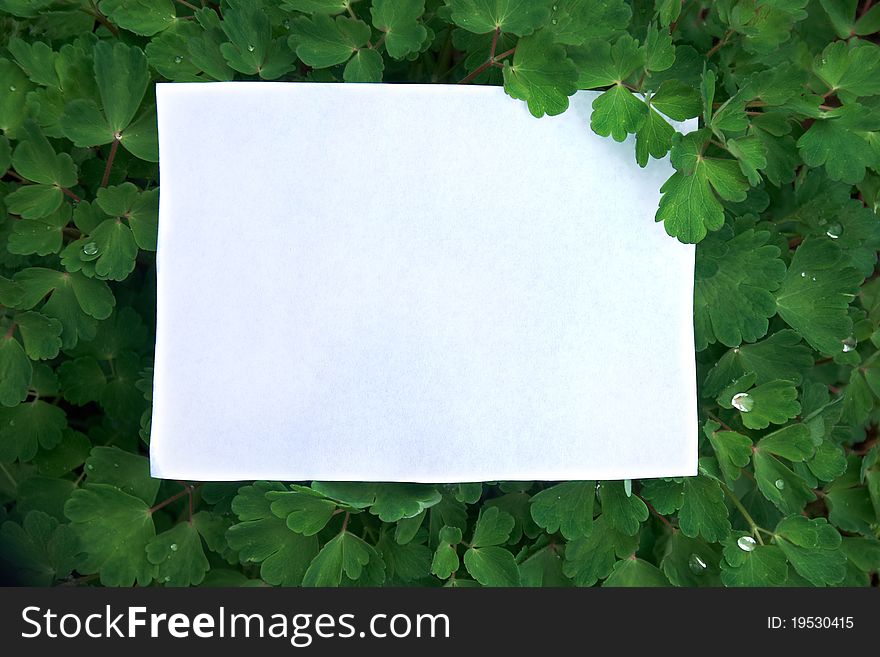 Clean sheet of paper on green leaves background