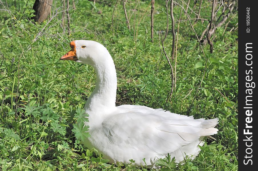 White goose. Domesticated goose on roaming. Gus in the middle of green grass on the farm.
