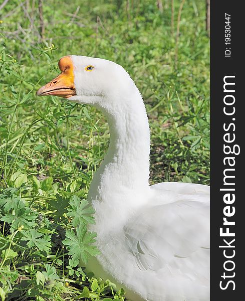 White goose. Domesticated goose on roaming. Gus in the middle of green grass on the farm.