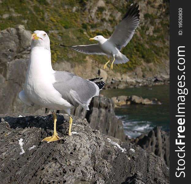 One-foot young seagull with a companion in the background. One-foot young seagull with a companion in the background