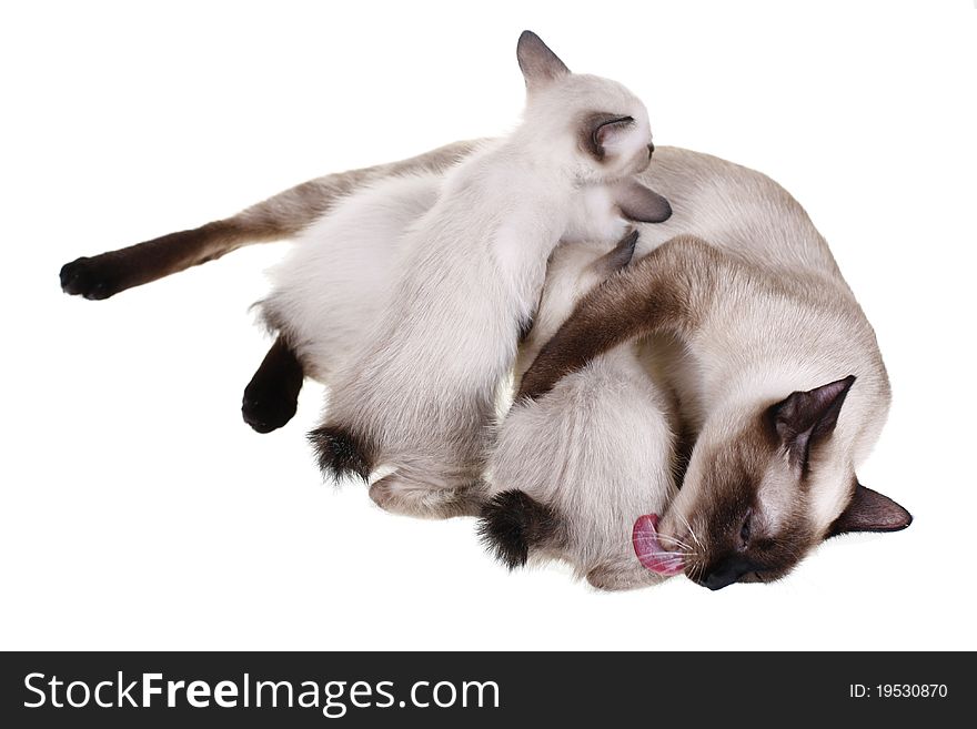 Mother cat and babies in a white background. Mother cat and babies in a white background