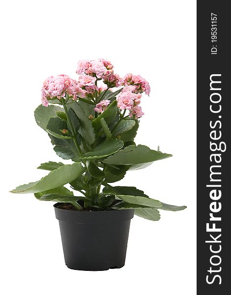 Pink kalanchoe flower plant isolated
