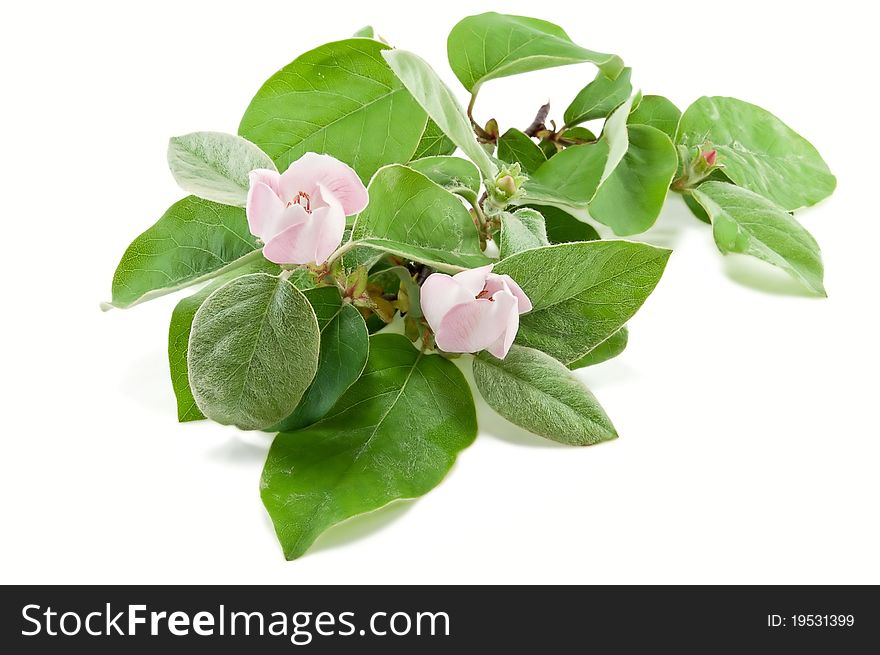 Branch of a flowering quince is isolated on a white background