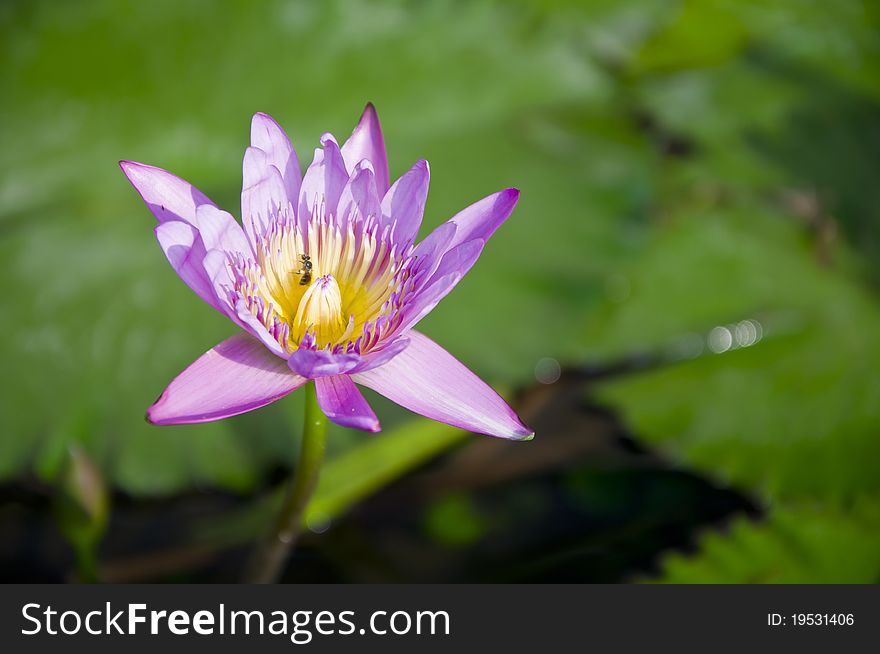 A Purple waterlily blooming in a lily pond. A Purple waterlily blooming in a lily pond