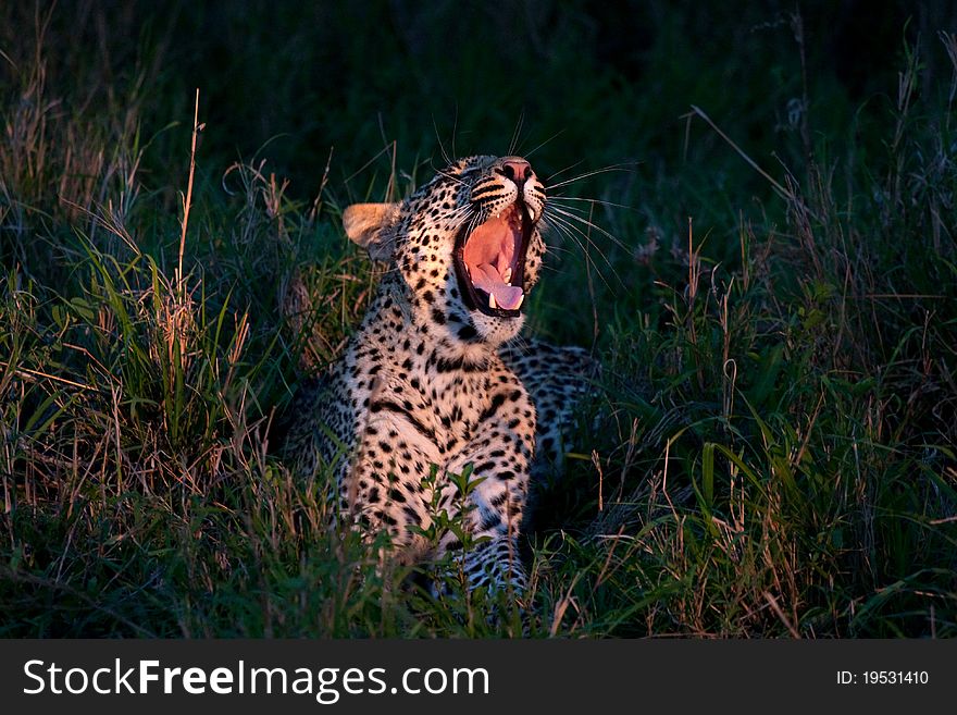 African leopard at dusk lying on green grass yawning with wide open mouth lighted with a spotlight in Sabi Sand nature reserve in South Africa