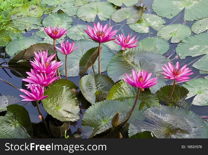 Pink Lotus blooming on water background with leaves and it's bud. Pink Lotus blooming on water background with leaves and it's bud.