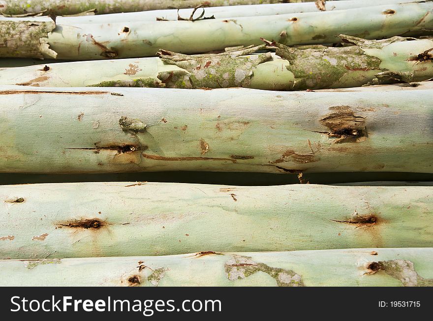 Logs From A Tree On Timber Cutting.