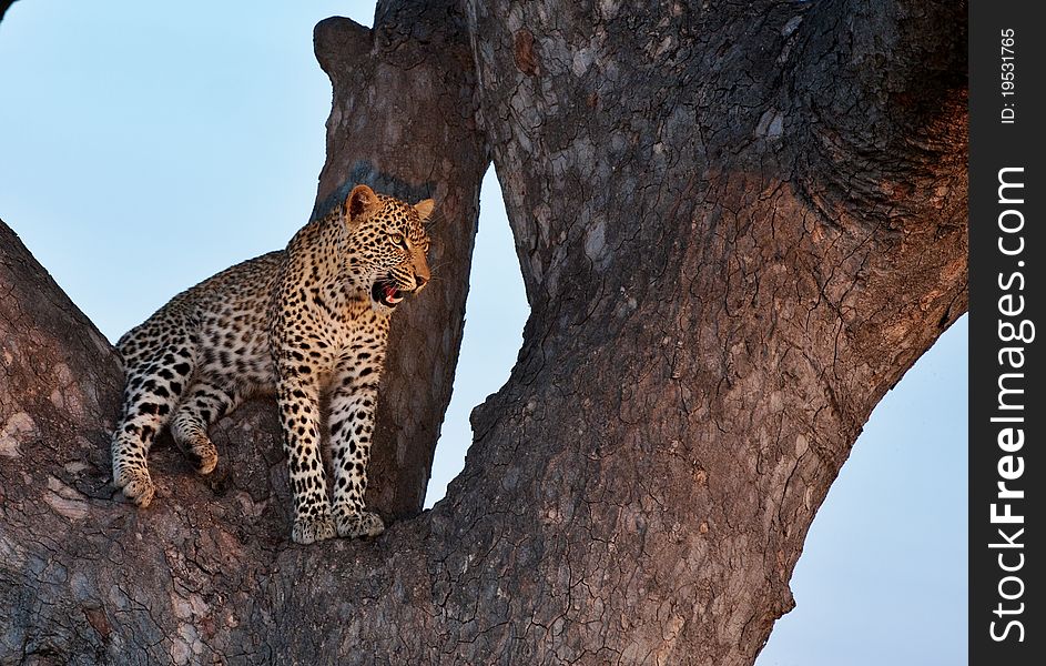 Young female leopard sitting in big tree in Sabi Sand nature reserve, South Africa. Young female leopard sitting in big tree in Sabi Sand nature reserve, South Africa