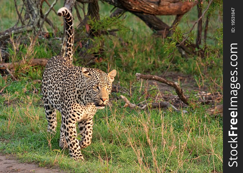 Adult male leopard walking in grass in Sabi Sand nature reserve, South Africa. Adult male leopard walking in grass in Sabi Sand nature reserve, South Africa
