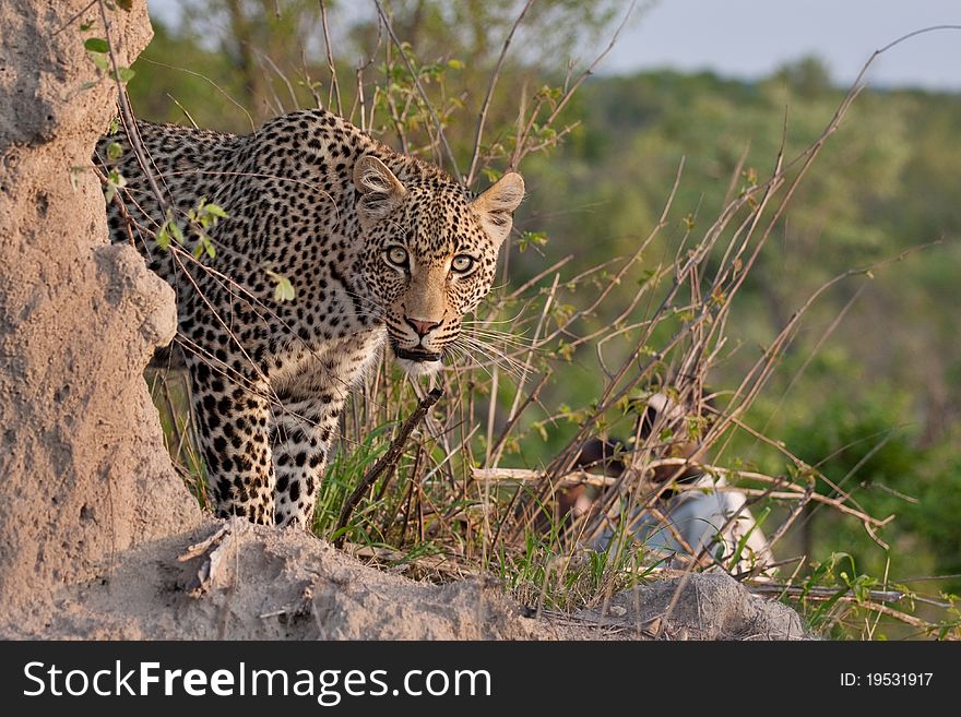 Young adult male leopard on a termite mound in Sabi Sand nature reserve, South Africa. Young adult male leopard on a termite mound in Sabi Sand nature reserve, South Africa