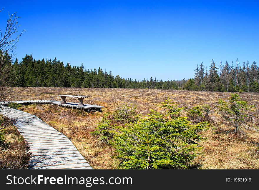 Bench On The Bog