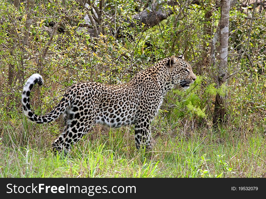 Young adult male leopard in grass in Sabi Sand nature reserve, South Africa. Young adult male leopard in grass in Sabi Sand nature reserve, South Africa