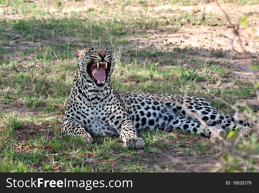 Adult male leopard in Sabi Sand nature reserve, South Africa. Adult male leopard in Sabi Sand nature reserve, South Africa