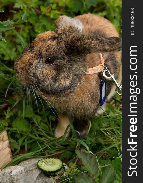 Thoughtful rabbit and his lunch. Thoughtful rabbit and his lunch