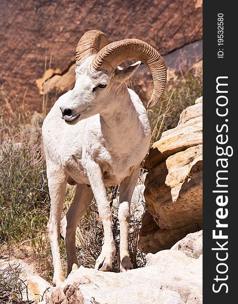 Albino Bighorn Ram Sheep